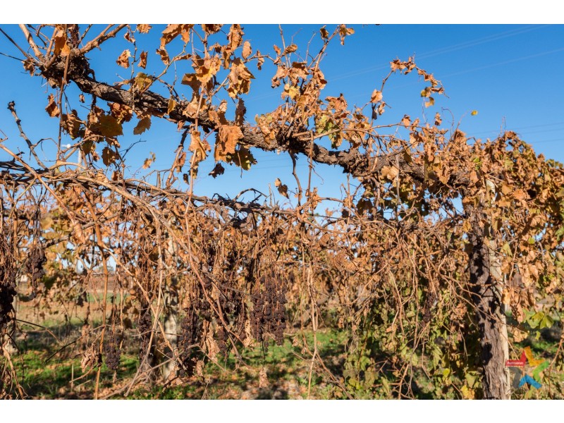 85 Cassia Street, Red Cliffs VIC 3496