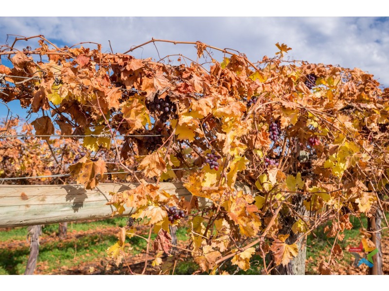 220 Stewart Road, Red Cliffs VIC 3496