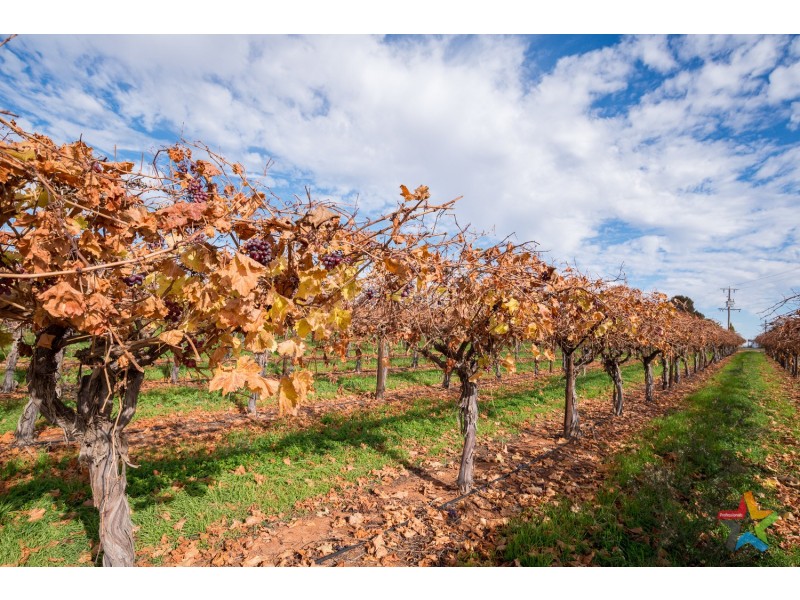 220 Stewart Road, Red Cliffs VIC 3496