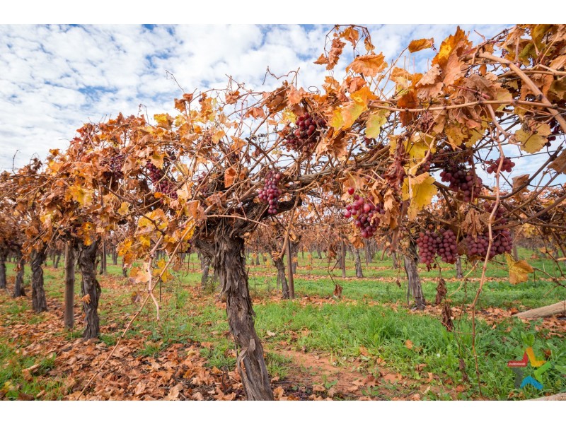 220 Stewart Road, Red Cliffs VIC 3496