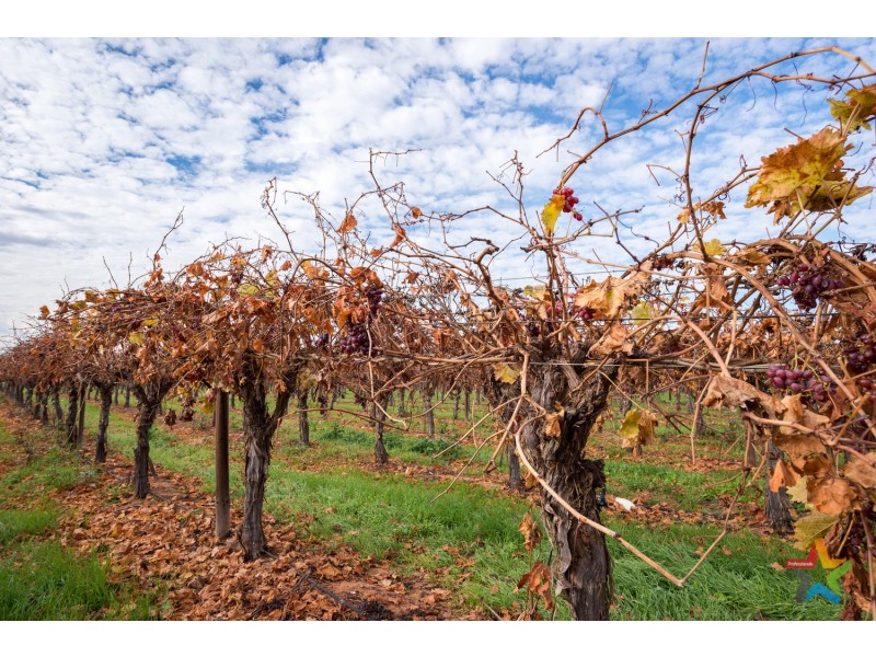 220 Stewart Road, Red Cliffs VIC 3496