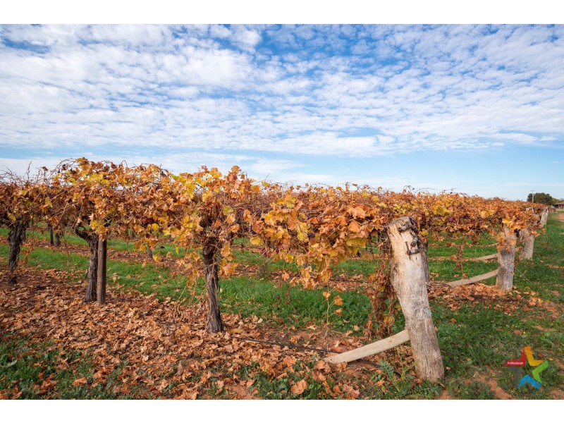 220 Stewart Road, Red Cliffs VIC 3496