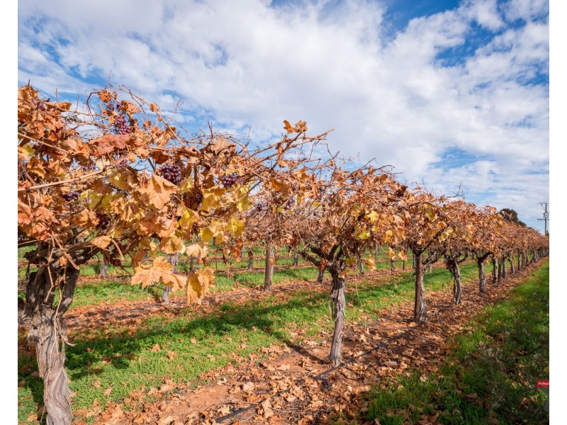 Lot/117 & 128a Stewart Road, Red Cliffs VIC 3496