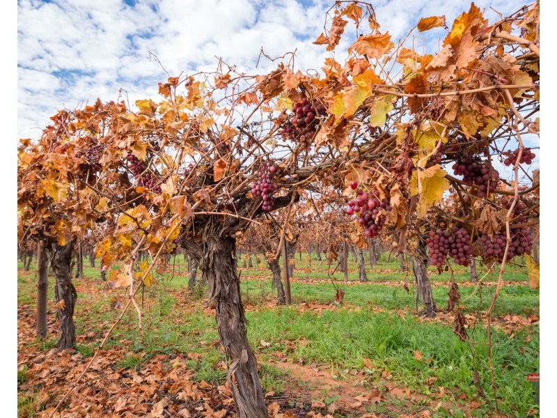 Lot/117 & 128a Stewart Road, Red Cliffs VIC 3496