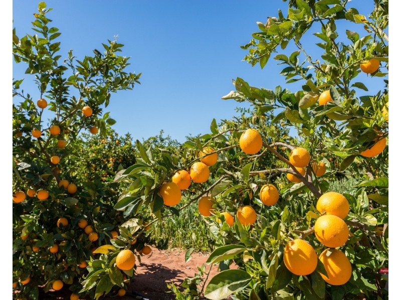 2940 Kulkyne Way, Colignan VIC 3494