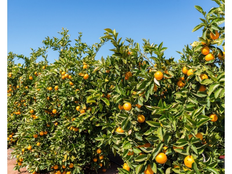 2940 Kulkyne Way, Colignan VIC 3494