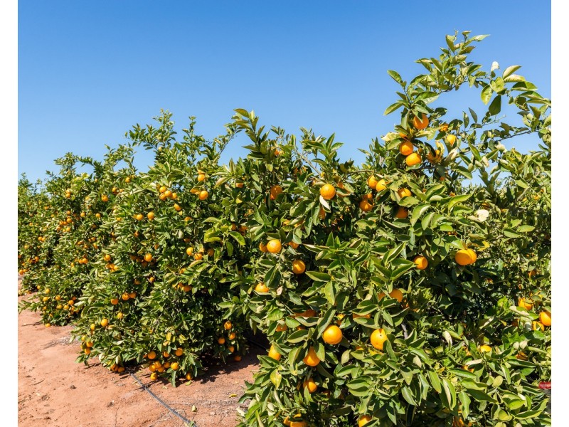 2940 Kulkyne Way, Colignan VIC 3494