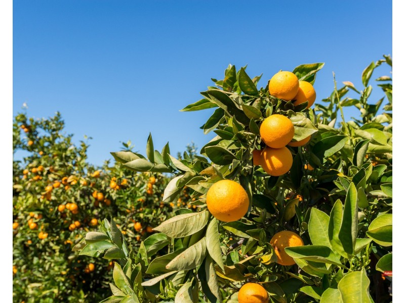 2940 Kulkyne Way, Colignan VIC 3494