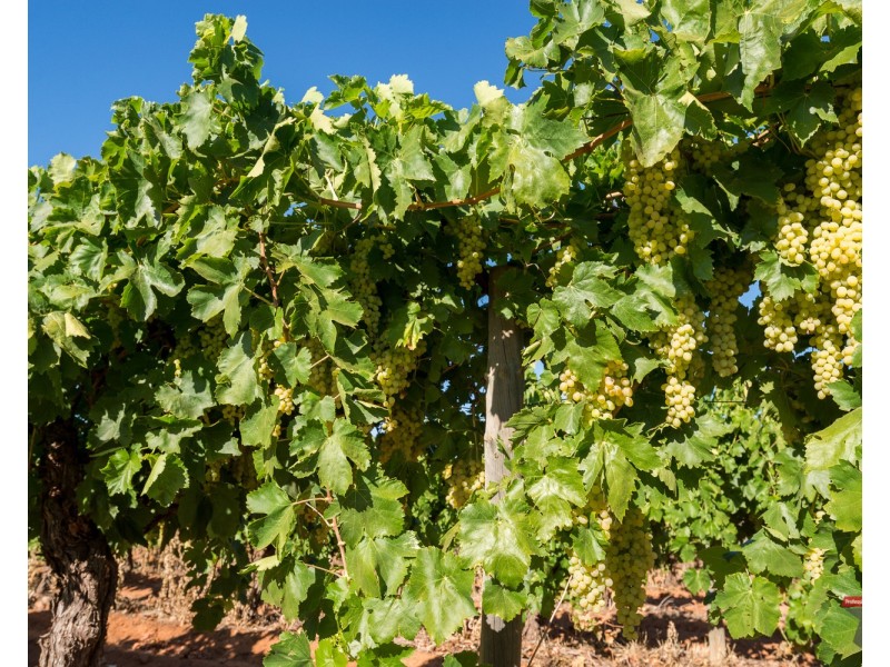 Lot 1/30  Yelta Road North, Merbein VIC 3505