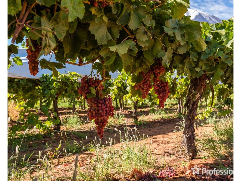 514 Pawson Avenue, Irymple VIC 3498