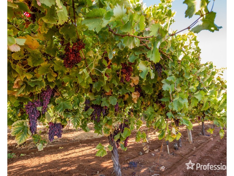 3494 San Mateo Avenue, Mildura VIC 3500