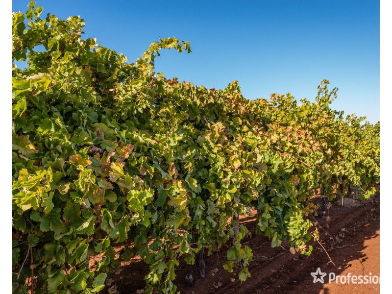 3494 San Mateo Avenue, Mildura VIC 3500