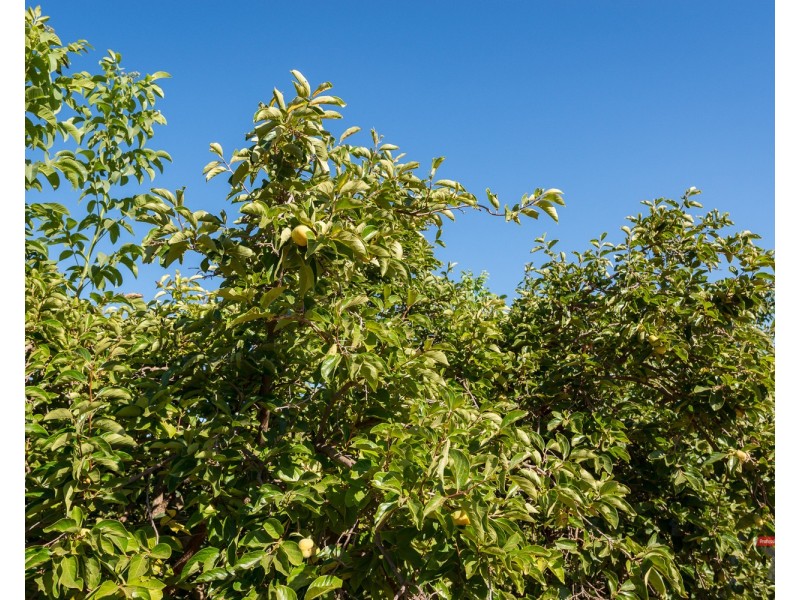 30 Yelta Road North, Merbein VIC 3505