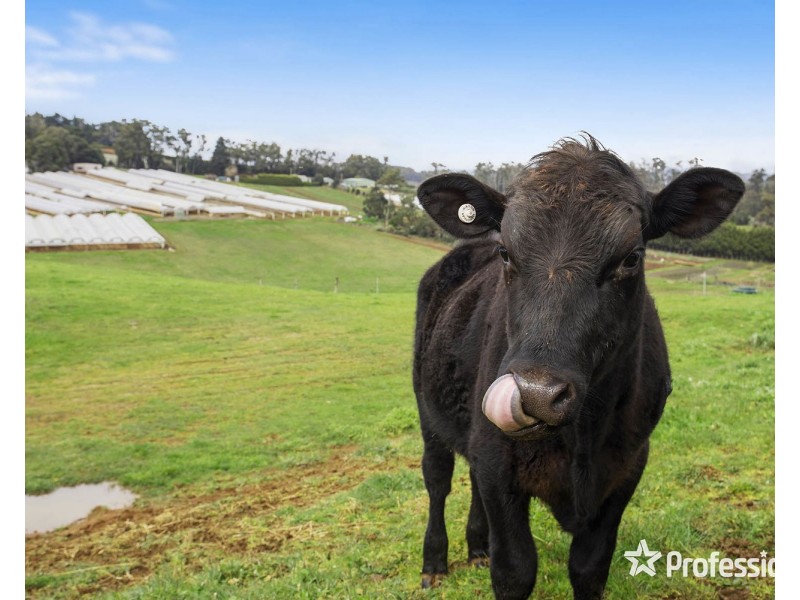 59 Spring Road, Silvan VIC 3795