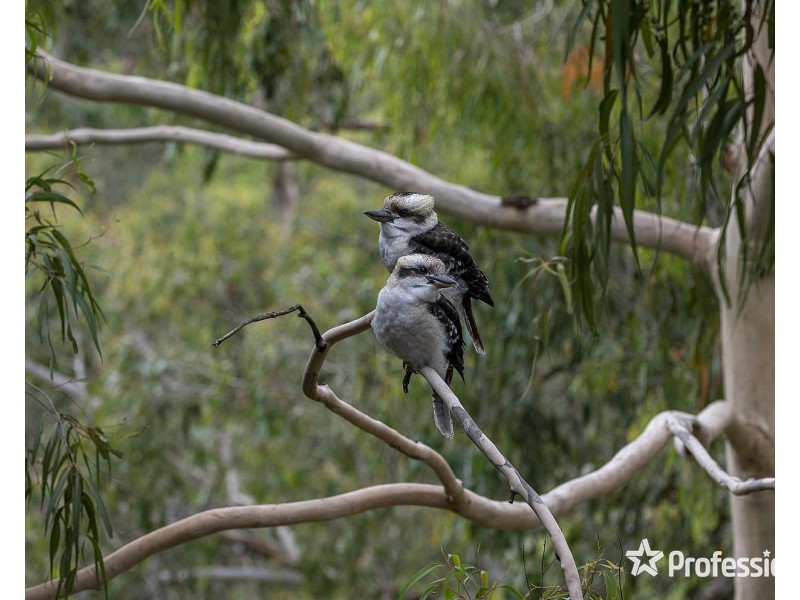 103 Charles Road, Lilydale VIC 3140