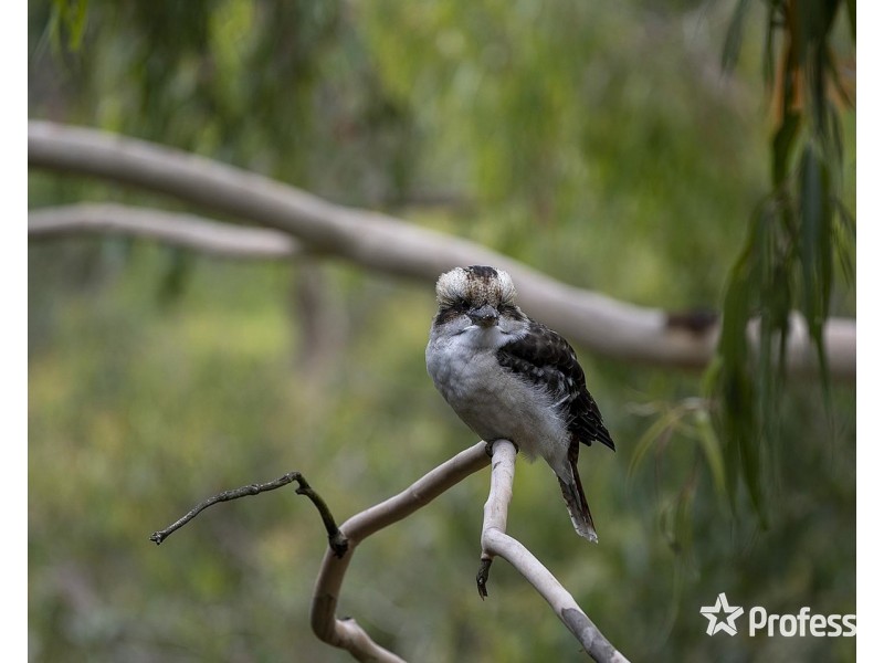 103 Charles Road, Lilydale VIC 3140