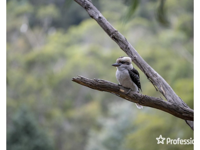 103 Charles Road, Lilydale VIC 3140