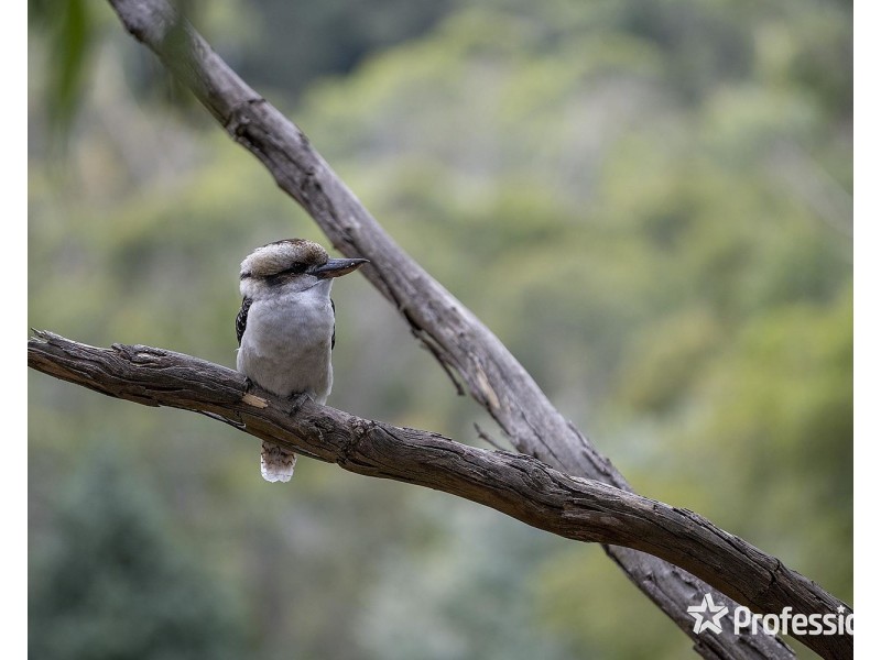 103 Charles Road, Lilydale VIC 3140