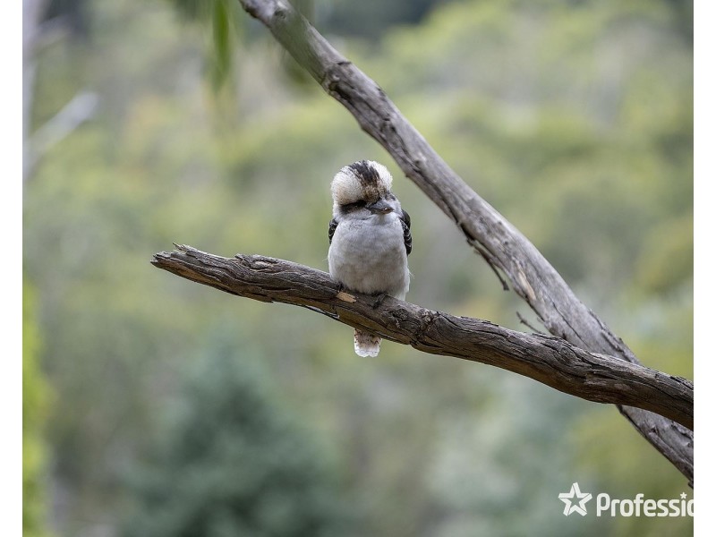 103 Charles Road, Lilydale VIC 3140