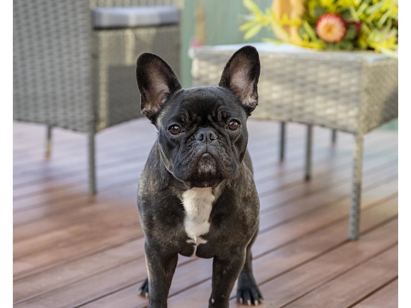 13 Edward Street, Healesville VIC 3777