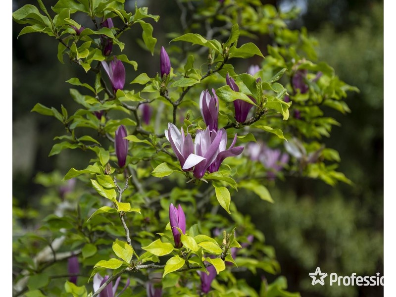 12 Banool Avenue, Mount Evelyn VIC 3796