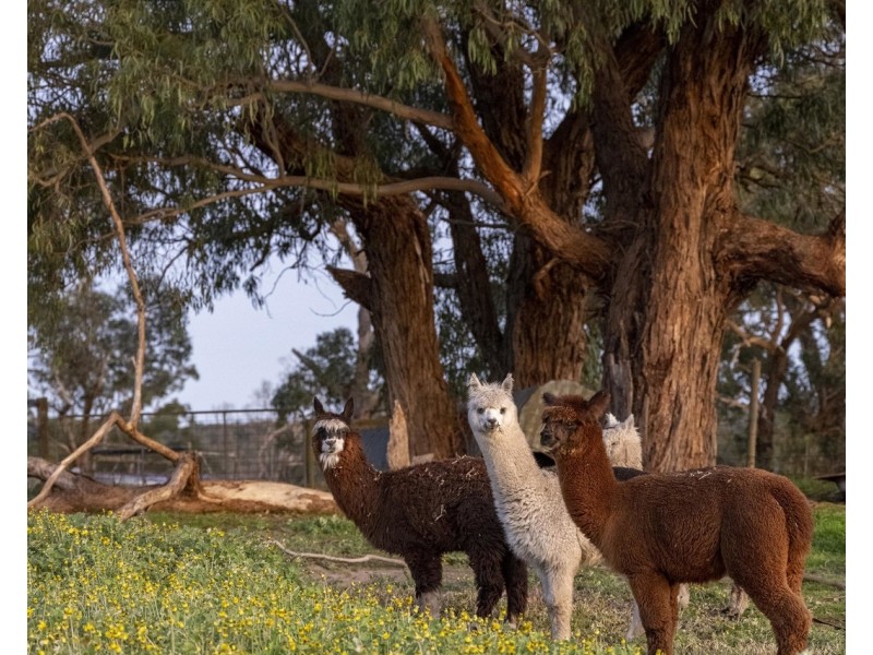60 Shevlins Lane, Woori Yallock VIC 3139