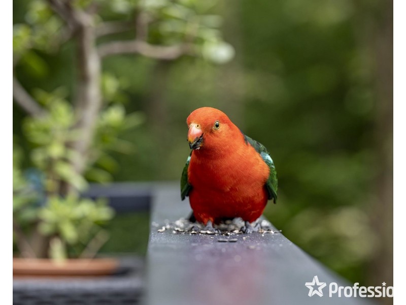 135 Jumping Creek Road, Wonga Park VIC 3115