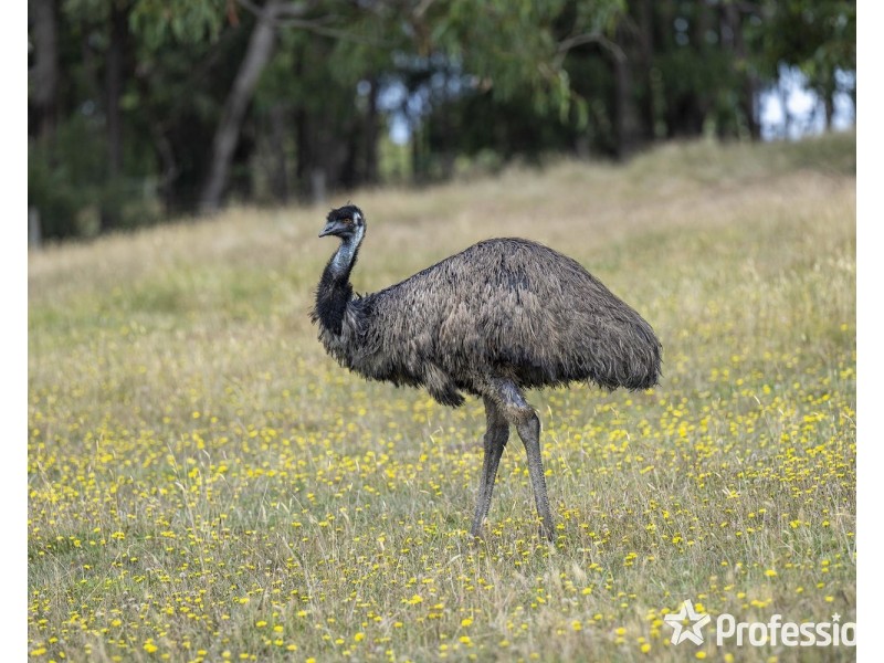 Lilydale VIC 3140