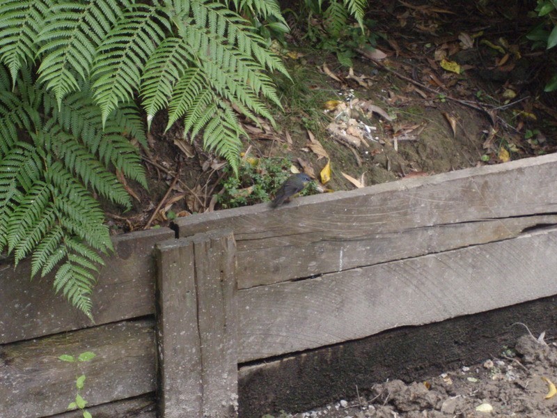 6 Glenholme Avenue, Mount Evelyn VIC 3796