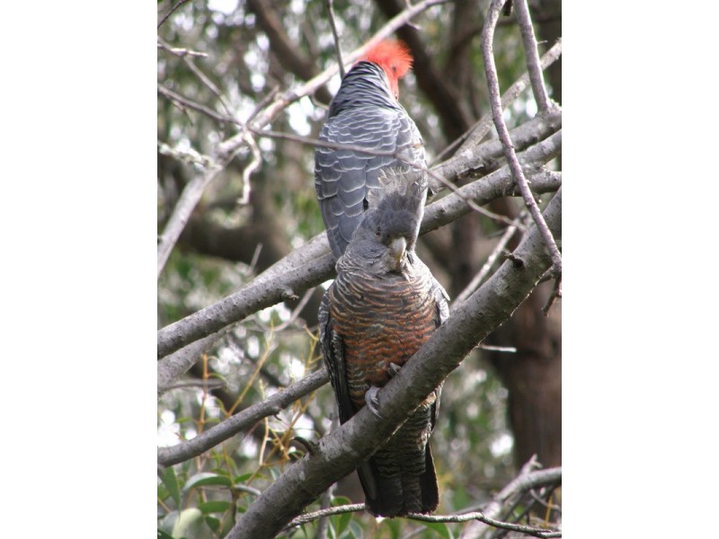 386 Sheffield Road, Montrose VIC 3765