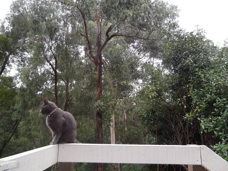 126 Quinn Crescent, Mount Evelyn VIC 3796