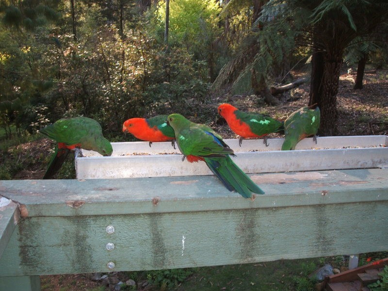 11 Scotty’s Track, Tanjil Bren VIC 3833