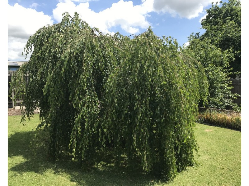 45  John Street, Moe VIC 3825