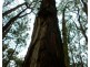140 Explorers Track, Yinnar South VIC 3869
