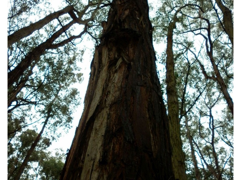 140 Explorers Track, Yinnar South VIC 3869