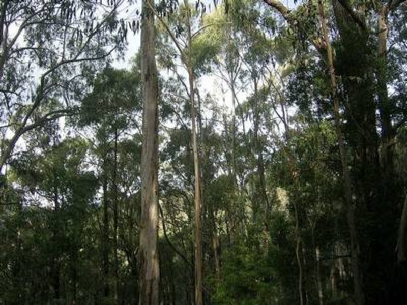 1 Jumbuk Road, Yinnar VIC 3869