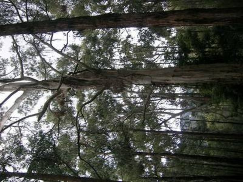 1 Jumbuk Road, Yinnar VIC 3869