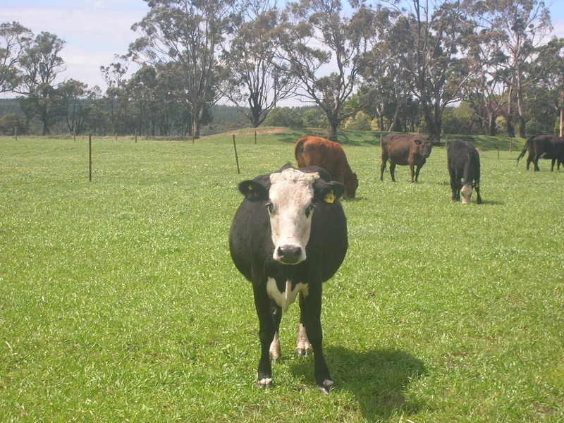 Lots / 1-11 Jeeralang North Road, Hazelwood North VIC 3840