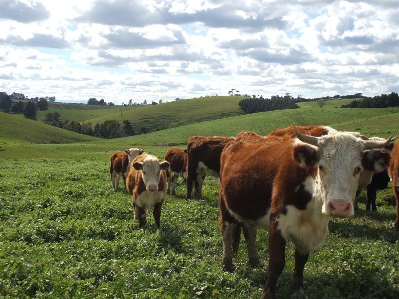 300 Grandridge Road, Mirboo North VIC 3871