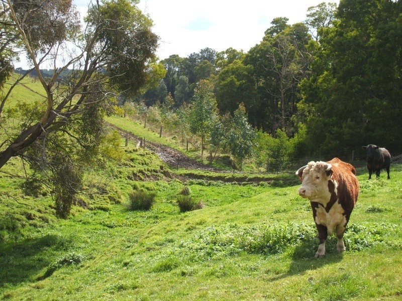 300 Grandridge Road, Mirboo North VIC 3871