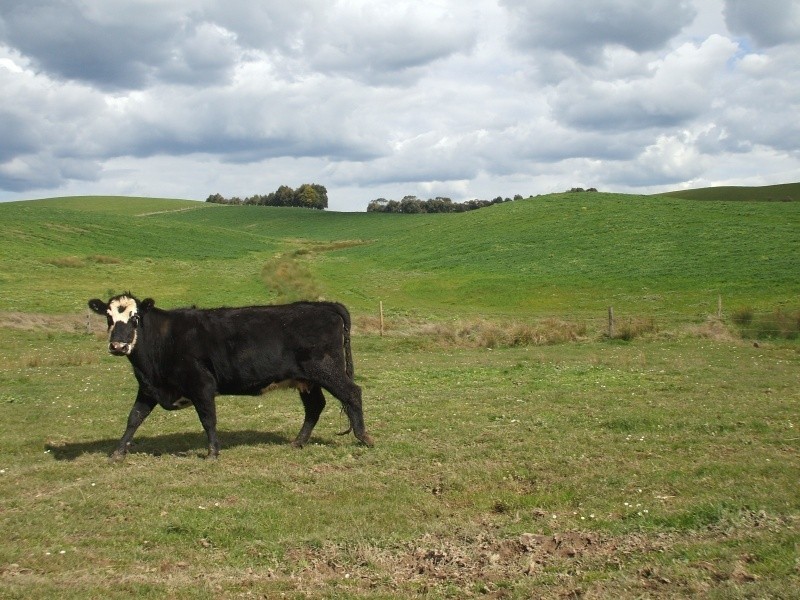 300 Grandridge Road, Mirboo North VIC 3871