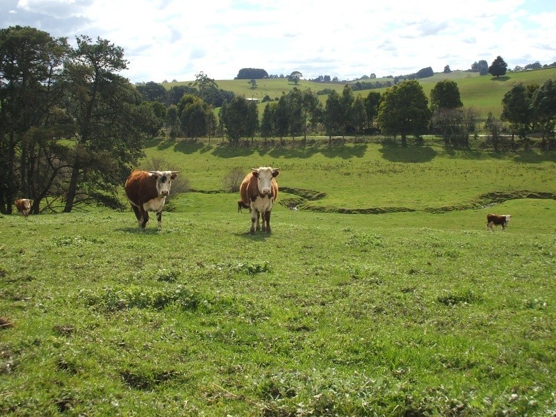 300 Grandridge Road, Mirboo North VIC 3871