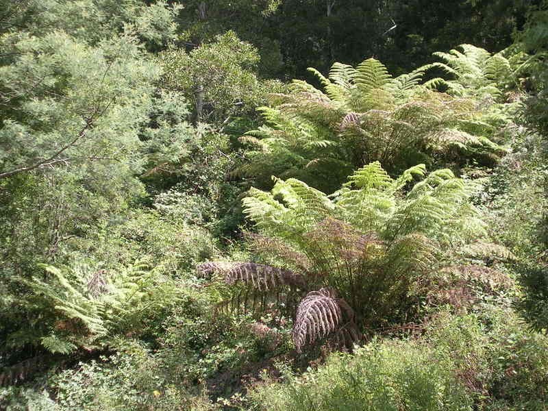 Corner / Olsens & Hatchery Road, Boolarra South VIC 3870