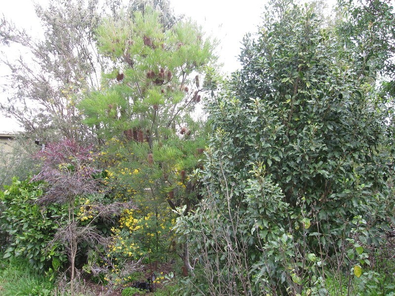 4 Ridgway, Mirboo North VIC 3871
