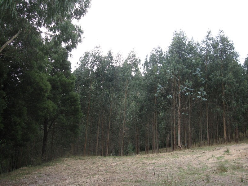 Lot /1 & 2 Morwell River Road, Boolarra VIC 3870