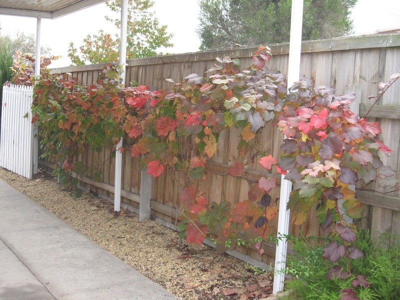 65 Maple Crescent, Churchill VIC 3842