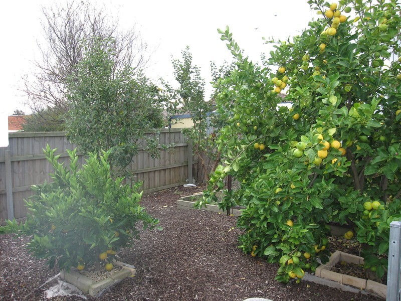 65 Maple Crescent, Churchill VIC 3842