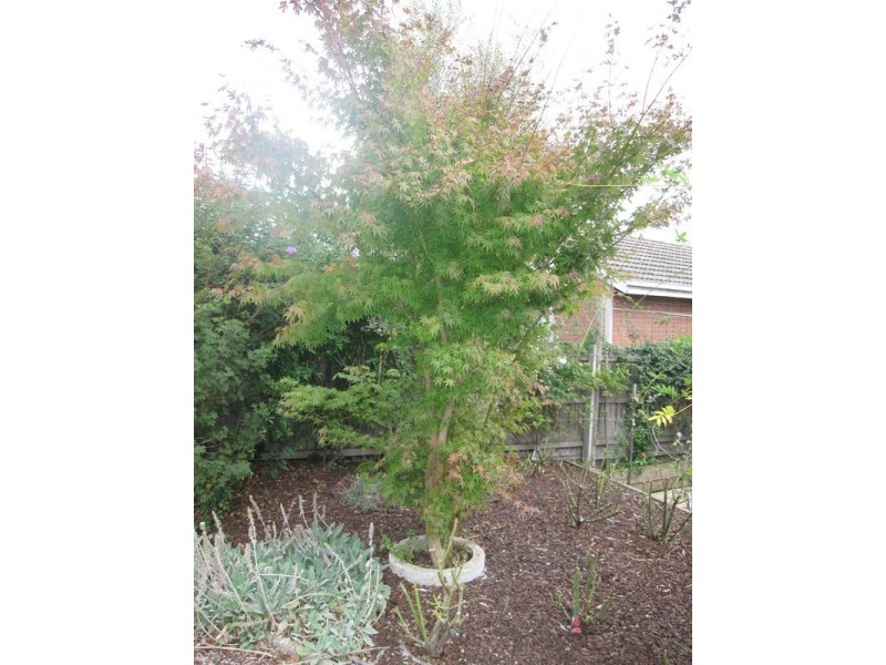 65 Maple Crescent, Churchill VIC 3842