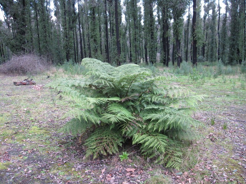 130 Todds Road, Boolarra VIC 3870