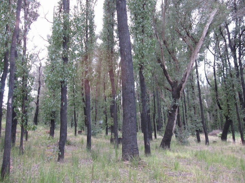 130 Todds Road, Boolarra VIC 3870